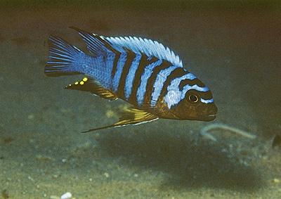 Maylandia sp. 'zebra long pelvic' Mdoka